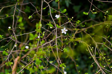 Trees blooming in the garden. Little white flowers on the trees. Spring. Copy space