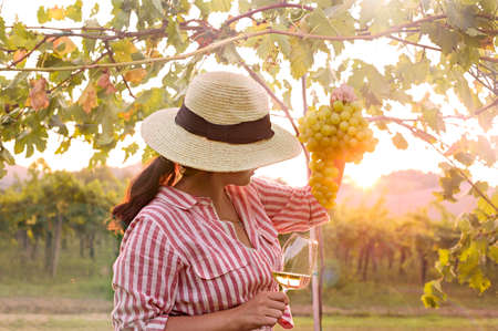 Young woman with a glass of white wine in the vineyards of Italy. Person with a hat in the rays of the setting sun. Free space for text. Piemonte vineyards. High quality photo. Copy spaceの写真素材