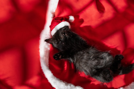 Christmas kitten. A small cat in a santa hat sleeps sweetly on a red blanket. Christmas atmosphere and pet. Place for text.の写真素材