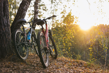 two bicycles standing by a tree on a cliff in a park at sunsetのeditorial素材