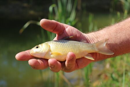 caughta crucian in the hand of a fisherman with a blurred background