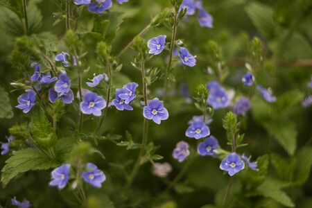meadow Veronica chamaedrys several flowers on a green background close up