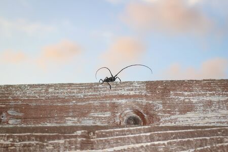 a large mustachioed beetle with a long mustache sits on a wooden fenceの写真素材