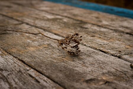 Dried flower on rustic wooden planks backgroundの写真素材