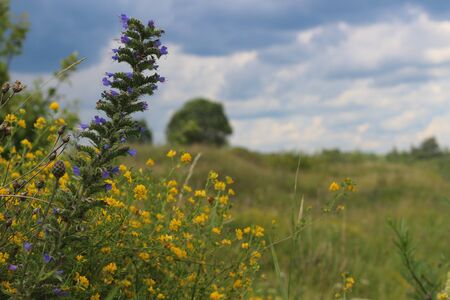 summer flowers in a field close up blooming against a blue sky in clouds