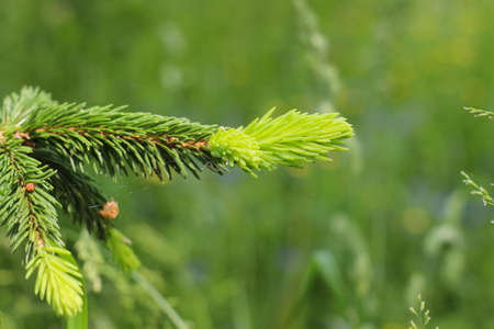 Branches ate with new young needles close-up.