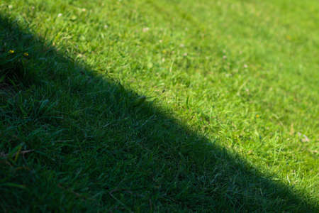 Light and shadow on the lawn.Mown lawn grassの写真素材