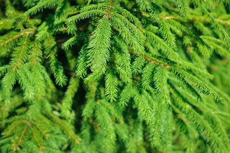 The texture of many branches of green coniferous tree
