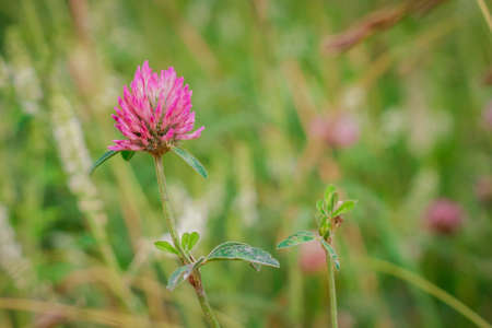 Trifolium pratense, the pink clover in the meadow against blurry green background.