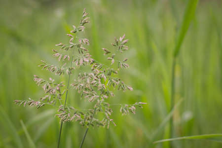 Close-up of wild grass, Poa annua, blooming on a rural background. Poa andina. Poa supina. Close-up...