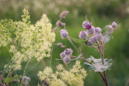 Close up of Big burdock with a prickly purple Flowers, Arctium lappa, against blurry green background.の写真素材