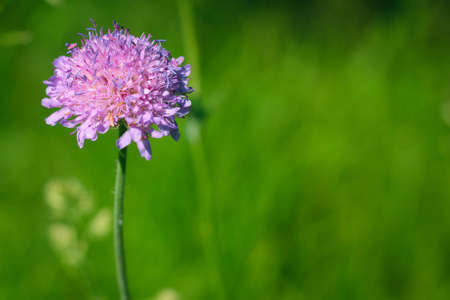 Flower of Field Scabious, Knautia Arvensis, with bokeh background macro, selective focus. Violet wildflowers. Close-up of the lawn.の写真素材