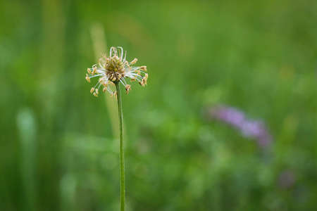 Plantago lanceolata, ribwort plantain, narrowleaf plantain, English plantain, ribleaf, lamb's tongue, and buckhorn close up on a green natural blurred Background.の写真素材
