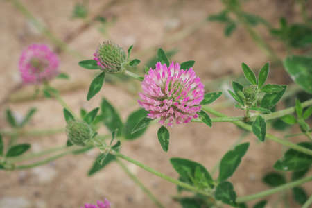 Trifolium pratense, the pink clover in the meadow against blurry green background.