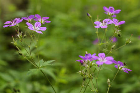 meadow geranium purple several flowers on a green background close upの写真素材