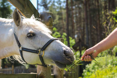A horse eats from the hands of a man, a man feeds horses on a farm on a summer day. A farmer feeds his horse from his hands with grass.の写真素材