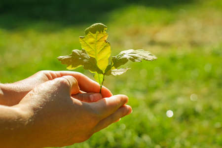 Green plant in a girl hands on natural green background. Conservation of cultural breeds of...