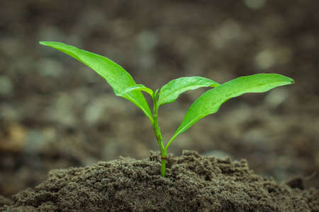 Young green Plant in a Soil. Sprout of Tree on a soil Background. New life start concept. Growing...