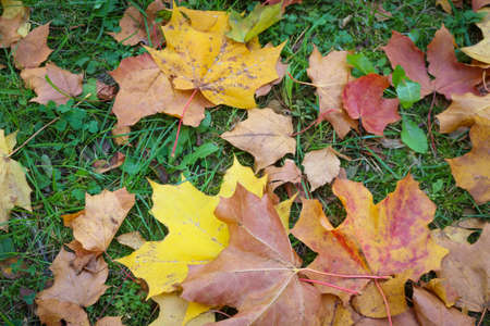 Many fallen maple leaves on the grass, at the end of the autumn season. Dry brown and juicy yellow...
