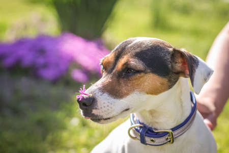 A small Jack Russell Terrier puppy. Close-up portrait in the grass.の写真素材
