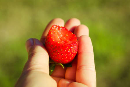 Fresh ripe bitten strawberries on the palm of a girl against the background of nature.