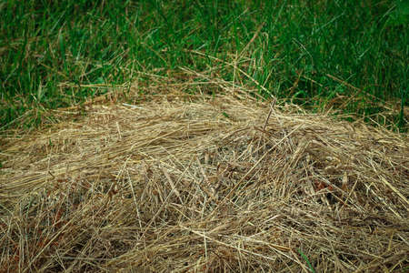 Mown dry grass on the close-up. Hay on green natural background.