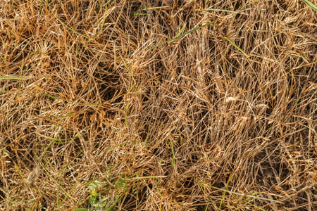 Mown dry grass on the close-up. Hay. Texture.