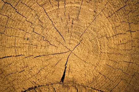 Painted pine log in the section, texture of the tree.の写真素材