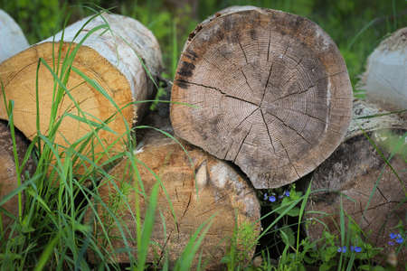 Large pine logs are stacked on top of each other on the grass. The logs on the grass.
