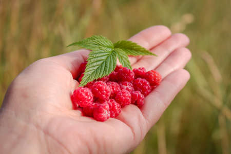 Raspberries. Woman showing raspberries in closeup. Healthy food and raspberry concept.