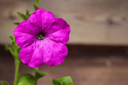 Beautiful purple flower petunia, amazing wallpaper. Flowering plants in a summer garden, nature background for design. Close-up.の写真素材