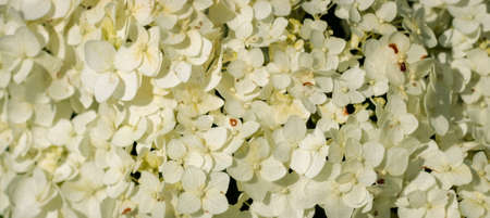 Wonderful blooming white Hydrangea arborescens, commonly known as smooth hydrangea, wild hydrangea...
