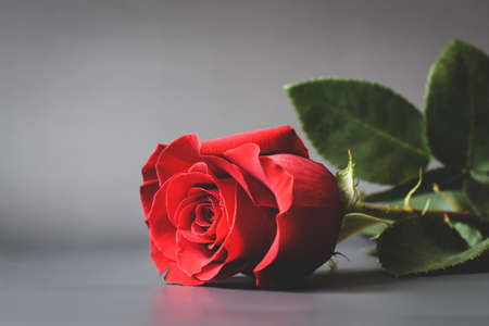 Beautiful red rose with green foliage on a gray background.の写真素材
