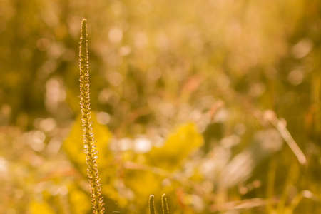 A wild Flower on summer or autumn Background.の写真素材