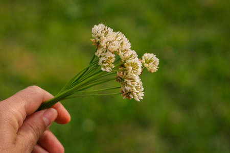 A bucket of Trifolium pratense, the white clover on the green Background in summer in the sunlight.の写真素材
