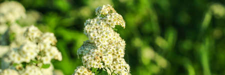 White spring flowers against a blurred green background. Beautiful spring, summer nature, web banner...