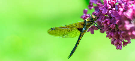 Large Dragonfly is on a branch of purple lilac. Banner. Copy space. Bright green nature background.