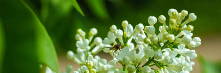 Spring blossom white flowers Lilac. Floral romantic image nature. Banner. A Bee on clusters of the...