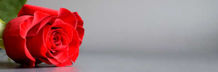 Beautiful red rose with fresh green foliage on a gray background. Best floral picture for covers, banners, posters and other projects.の写真素材