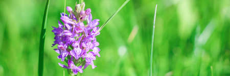Close up Violet Dactylorhiza, marsh orchid. Purple flower on a bright green nature background. Best floral picture for covers, banners, posters and other projects.の写真素材