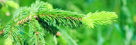 Christmas fir tree branches Background. Christmas pine tree wallpaper. Copy space. Banner.の写真素材