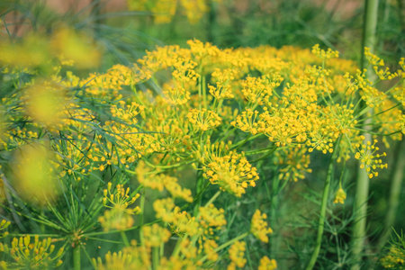Dill inflorescence on a background of green grass. Yellow fragrant Dill flowers. Vivid illustration...