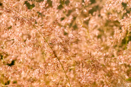 Autumn landscape nature background. Dried flowers in bright sunlight on the field, banner. set sail...