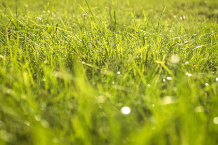 Green grass with water dew drops in sunlight on a meadow. Grass in sunshine on lawn.の写真素材