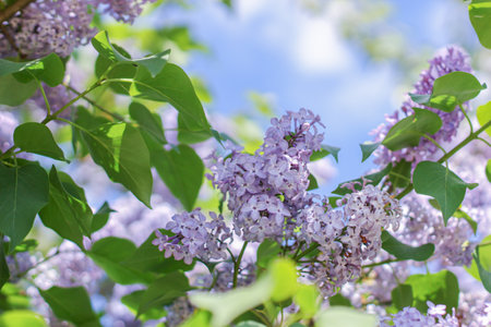 Blossom lilac flowers in spring. Spring blooming lilac. Flowering garden plants. Beautiful bloom in the sunlight.の写真素材