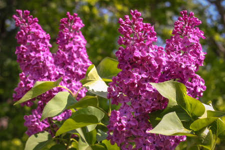 Blossom lilac flowers in spring. Spring blooming lilac. Flowering garden plants.