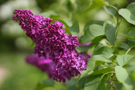 Blossom lilac flowers in spring. Spring blooming lilac. Flowering garden plants.