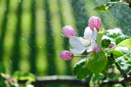 Beautiful Blooming Apple Trees in Park, Garden. Close up Apple Blossom White Pink Flowers with Water Drops in the Sunlight. Spring Background. Buds of Flowers on Branch of Fruit Tree. Spring Orchardの写真素材