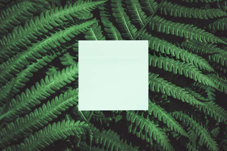 Creative layout of green leaves with a paper card note. Flat Lay. Nature Concept. Natural writing area. Empty Blank card with space for text on green leaves. Fern Foliage with Copy Space for text.の写真素材