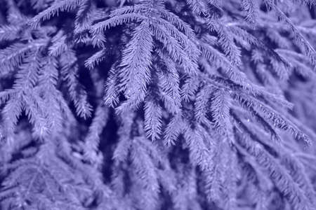 Very Peri. Color of the year 2022. Violet Toned Colors. The texture of many branches of green coniferous tree in daylight. Fir spruce branches. Background of Christmas tree branches. Merry Christmasの写真素材